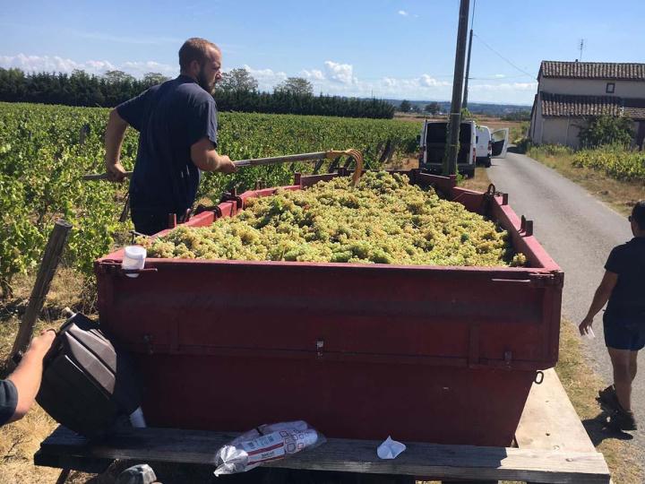 Fabrication de vins Villié-Morgon