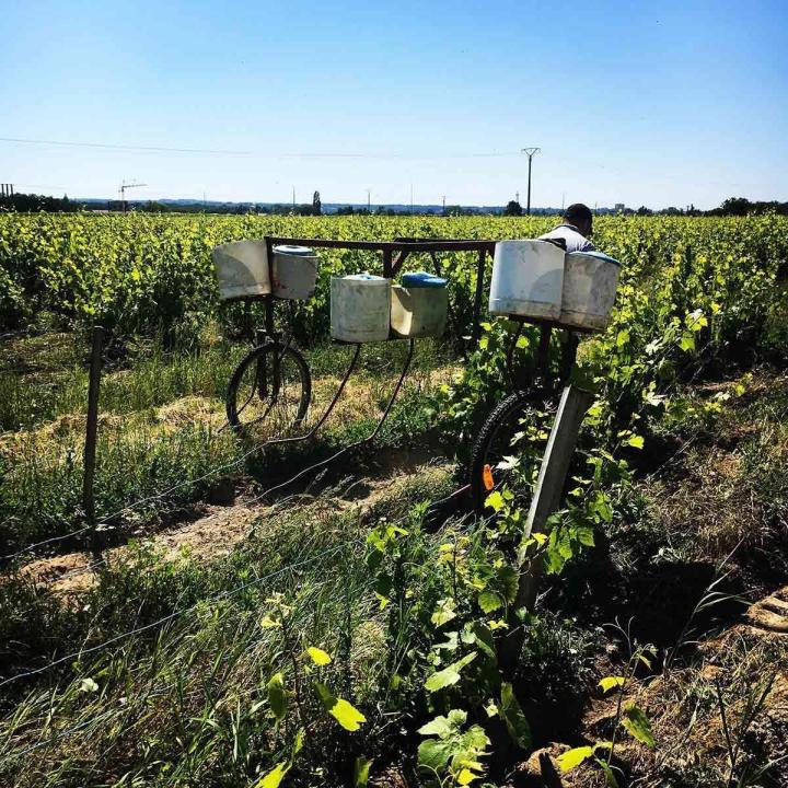 Fabricant de vins Villié-Morgon