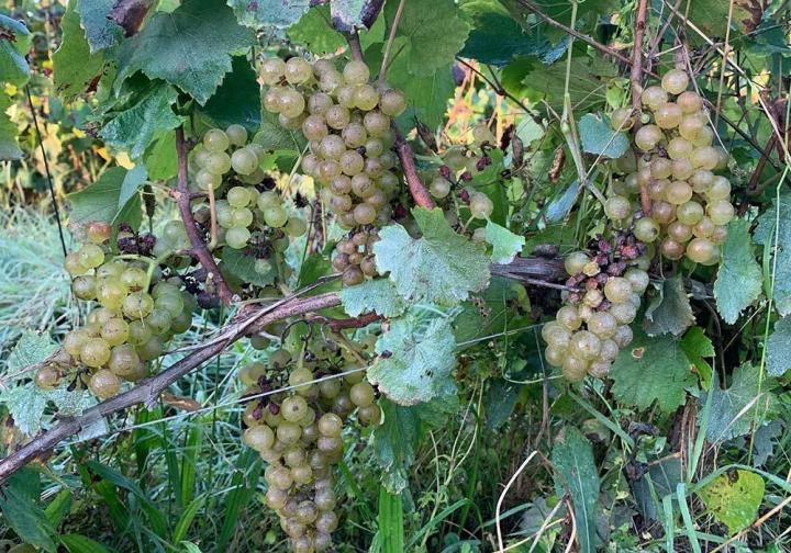 Fabricant de vins Villié-Morgon