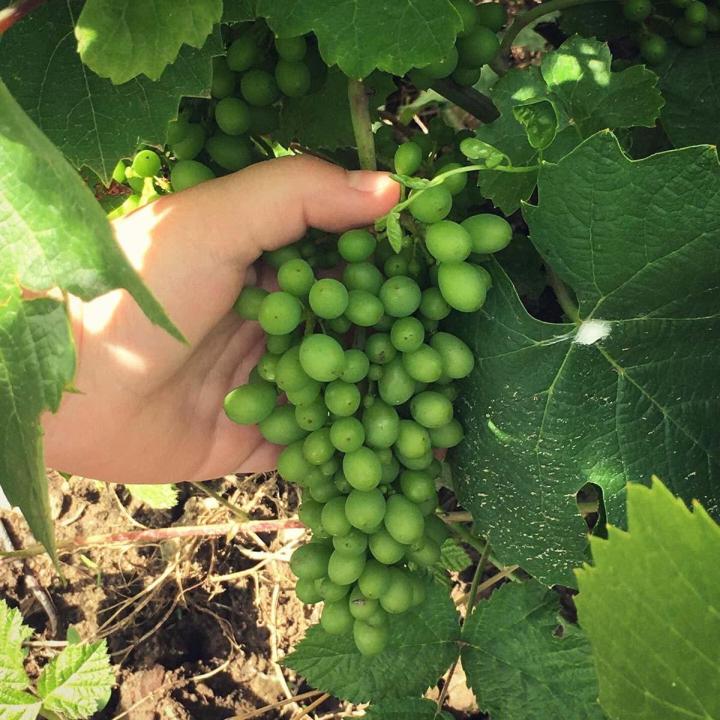 Chambres d'hôtes Villié-Morgon