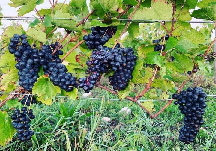 Fabrication de vins Villié-Morgon
